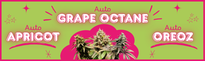 Nuevas Autoflorecientes Linda Seeds: Auto Oreoz, Auto Apricot y Auto Grape Octane Nuevas Autoflorecientes Linda Seeds: Auto Oreoz, Auto Apricot y Auto Grape Octane